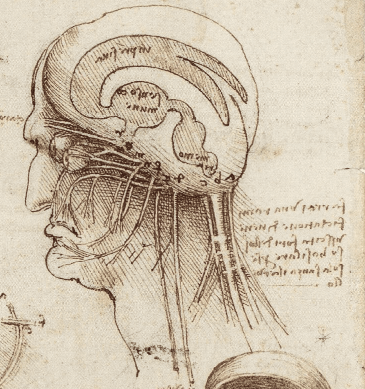 Anatomische Zeichnung eines Kopfes auf Pergament